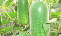 小郭吃瓜爆料图片大全,揭秘娱乐圈幕后真相，海量爆料图片大公开